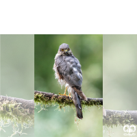 گونه قرقی Eurasian Sparrowhawk